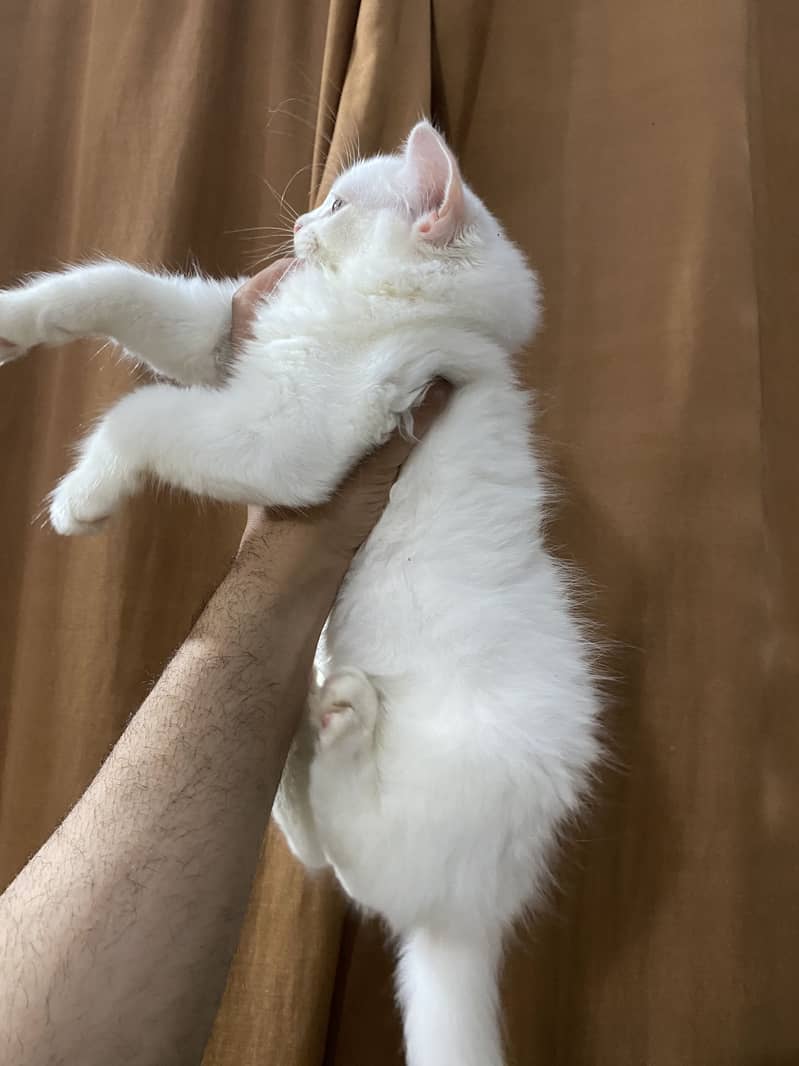 Kittens 8