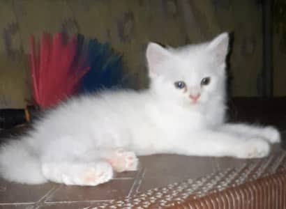 2 kittens pension