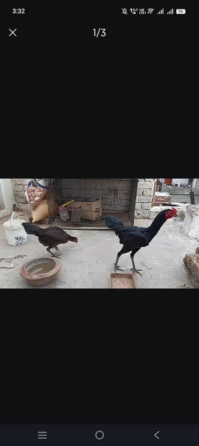 Burmi Pair and Vietnamese Female