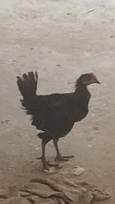 DESI MURGHA (CHICK) 4 month