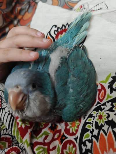 Blue Monk chiks  contact 03099667711