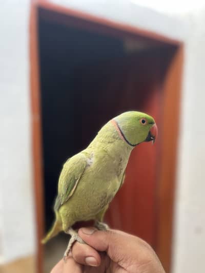 Ringneck Male Parrot Available