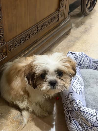 Shihtzu Male puppy