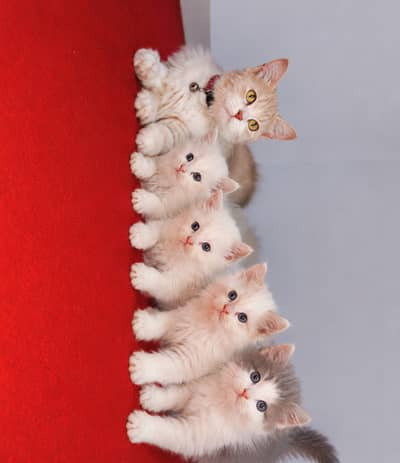 Double Coat Persian Cat