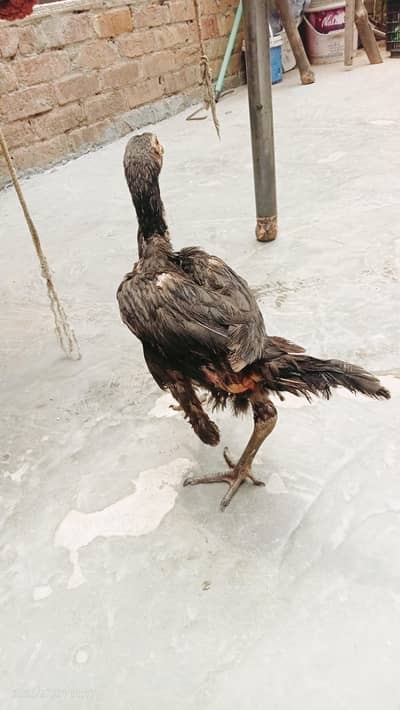 aseal chickens