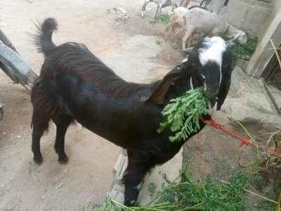 mashallah bhoot khoobsurat kala kamori cross bakra