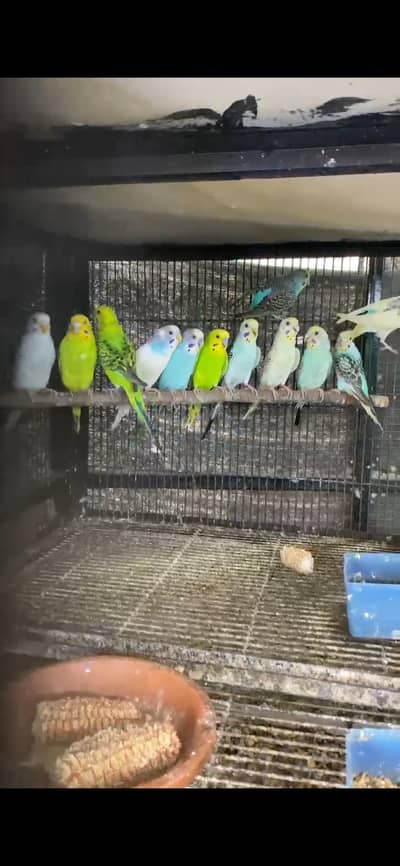bajri breeder pairs