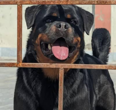 Male Rottweiler Required for Breeding in Islamabad / Rawalpindi