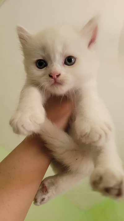 “Persian Breed Kittens – Loving Home Needed ”
