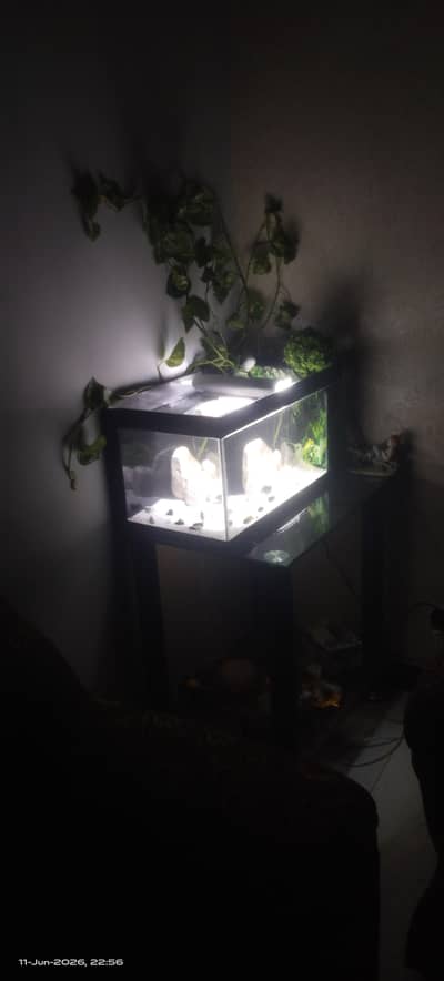 Aquarium With All Fishes