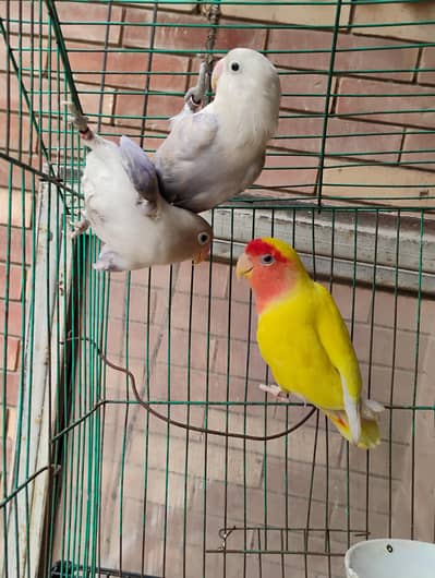 lovebirds for sale