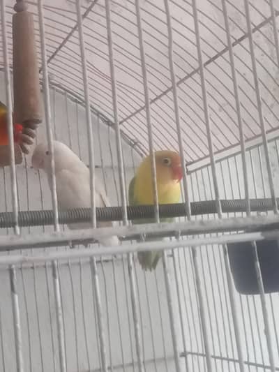 pairs of Love birds.