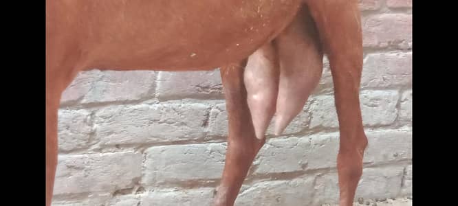 Nagri female