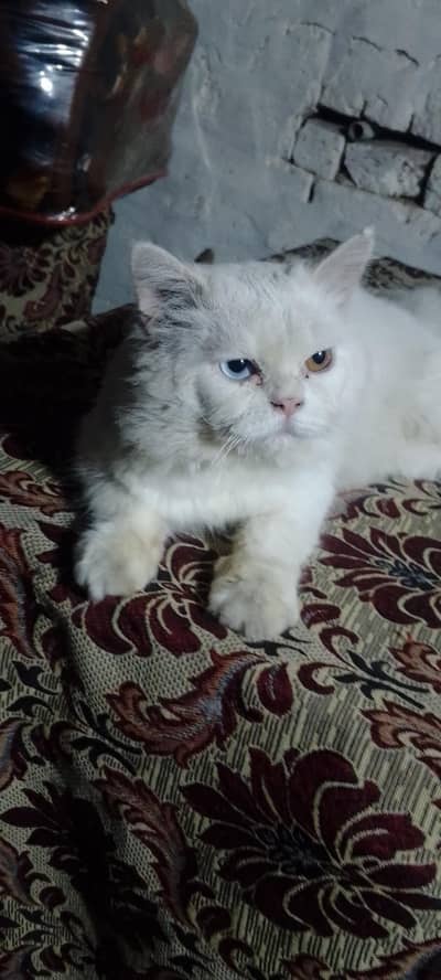 persian male cat