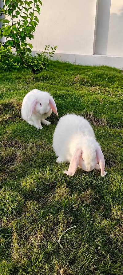 Pure breed Holland lop rabbits extreme quality