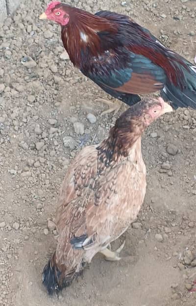 aseel amroha cras pair