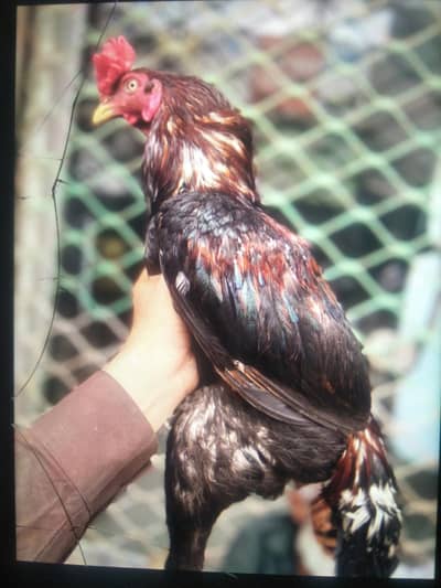 aseel murga full breeder