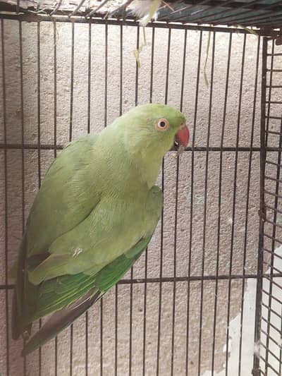 Ringneck female for sale