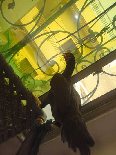 Aseel hens pair 18 months