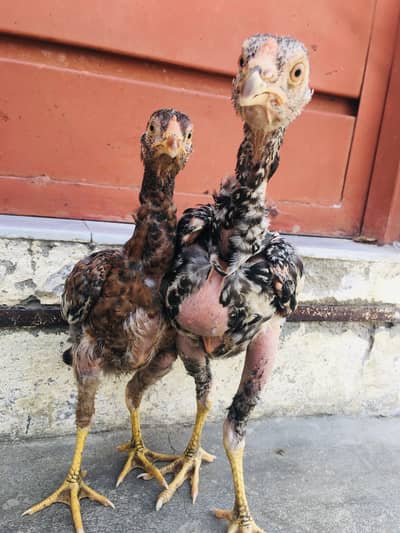 Asseel pair hain home breeding