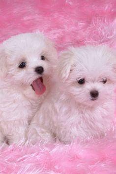 Adorable Pure Breed Maltese Puppies Available for Sale