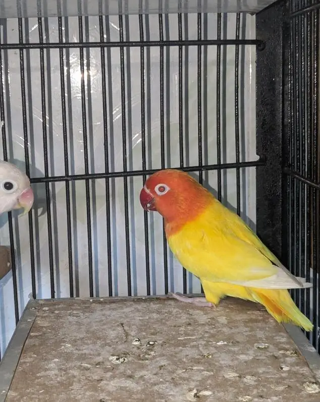 love brid Green opline/b1b2/ino , lutino opline/blue albino — photo 3