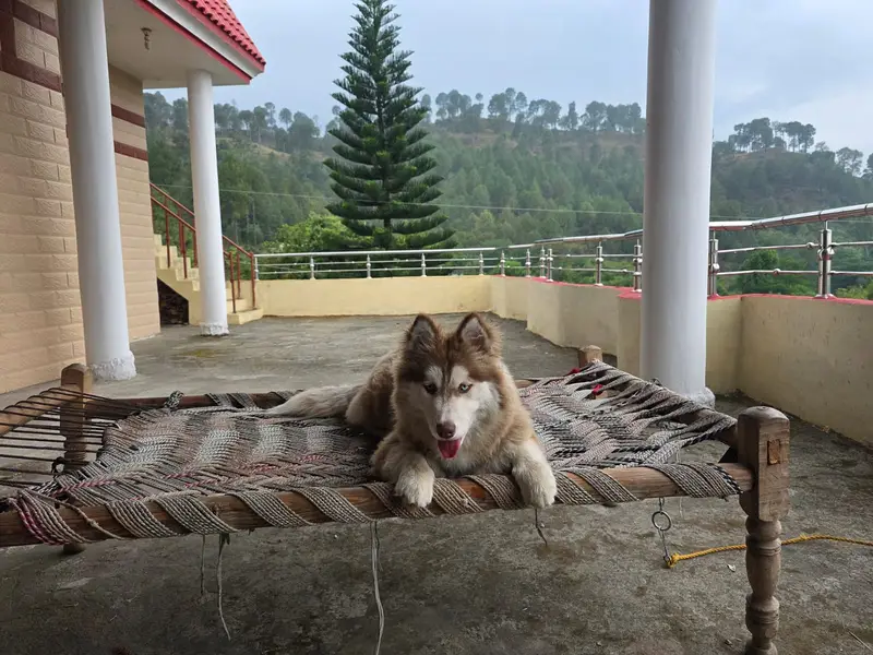 Female Siberian Husky + Steel Dog Cage for Sale – Healthy & Playful