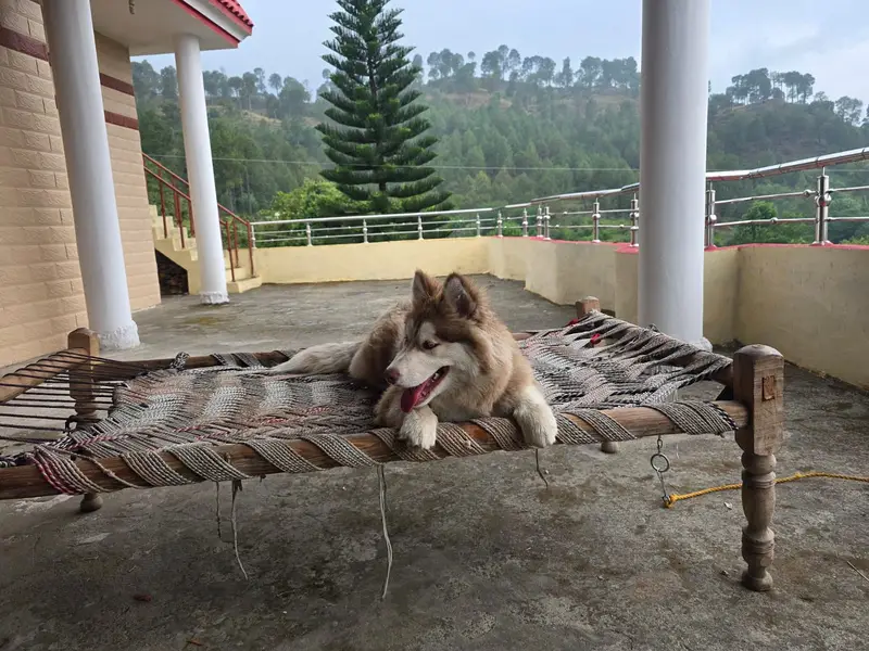 Female Siberian Husky + Steel Dog Cage for Sale – Healthy & Playful — photo 2