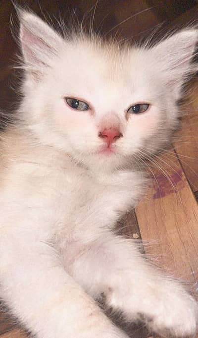 PERSIAN KITTEN
