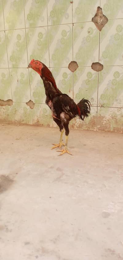 aseel tha+ghanoi