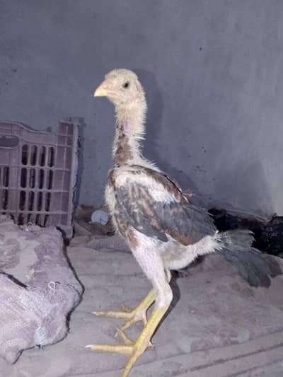 Brazilian pakoy برازیلین پکوے