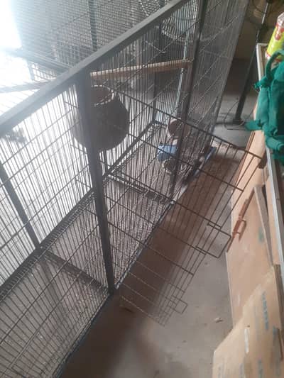 hen and parrots cage 3 seprations