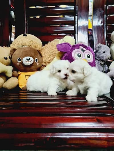 Adorable Pure Breed Maltese Puppies Available for Sale