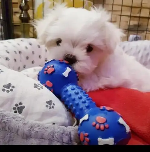 Adorable Pure Breed Maltese Puppies Available for Sale — photo 2