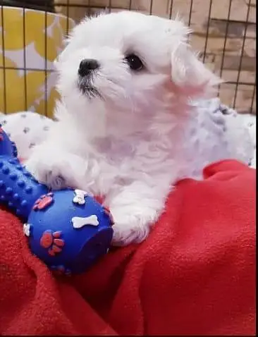 Adorable Pure Breed Maltese Puppies Available for Sale — photo 3
