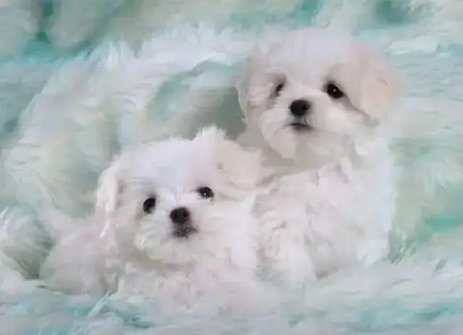 Adorable Pure Breed Maltese Puppies Available for Sale — photo 4
