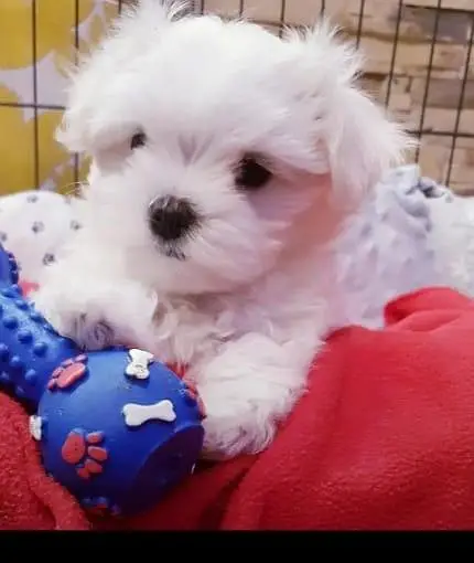 Adorable Pure Breed Maltese Puppies Available for Sale — photo 5