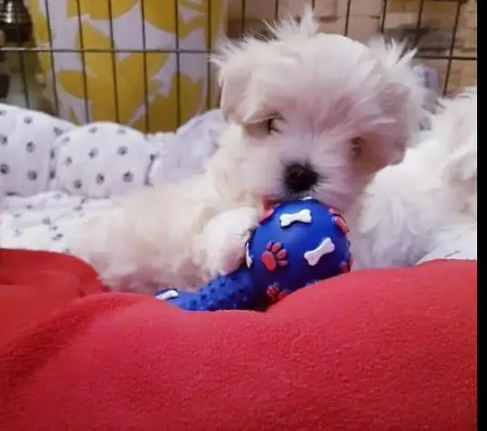 Adorable Pure Breed Maltese Puppies Available for Sale — photo 6
