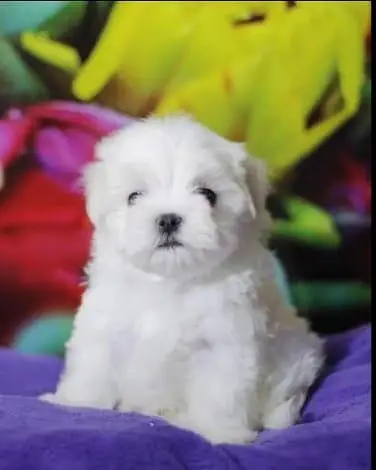 Adorable Pure Breed Maltese Puppies Available for Sale — photo 7
