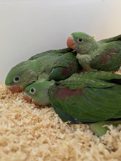 Raw/Alexanderine Parrot Chicks for Handtame Purpose