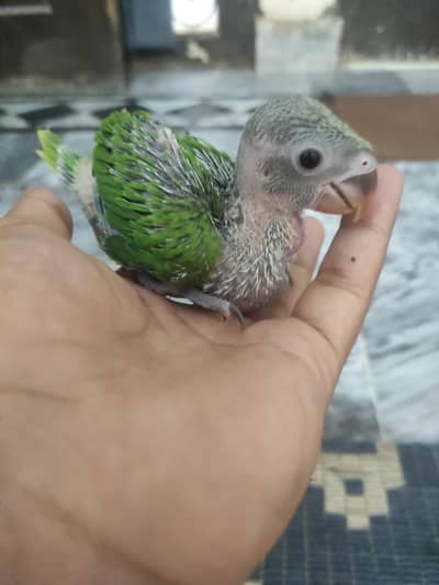 cocktails handtamed plus ringmeck baby