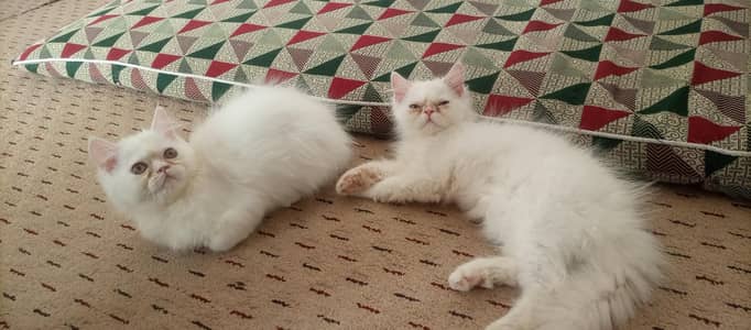 kitten for sale urgent