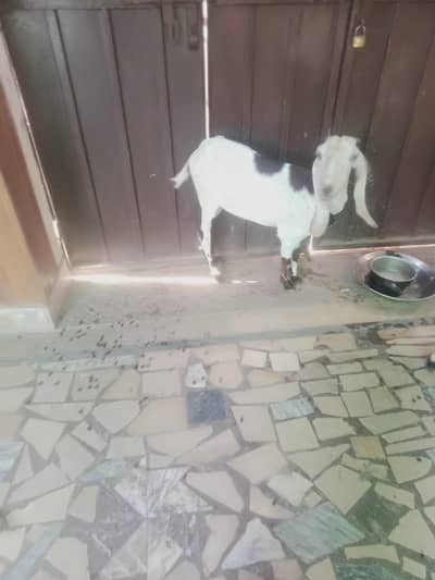 bakri for sale 4 dant