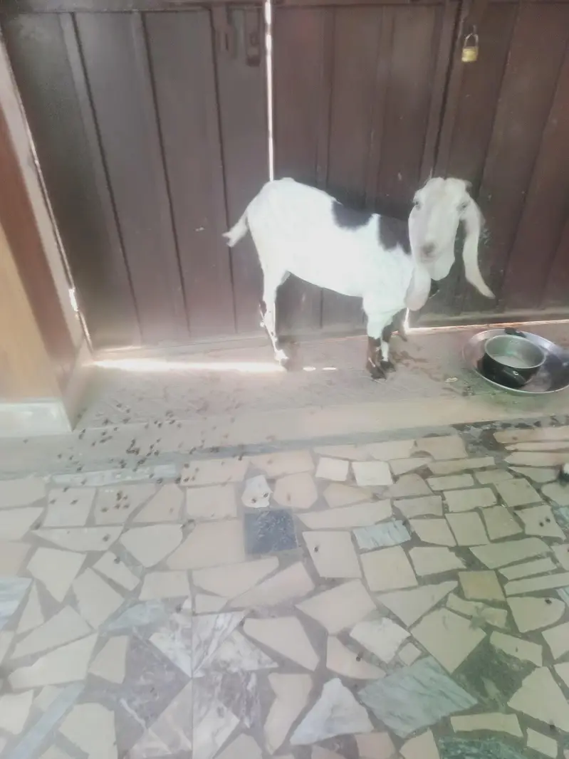 bakri for sale 4 dant