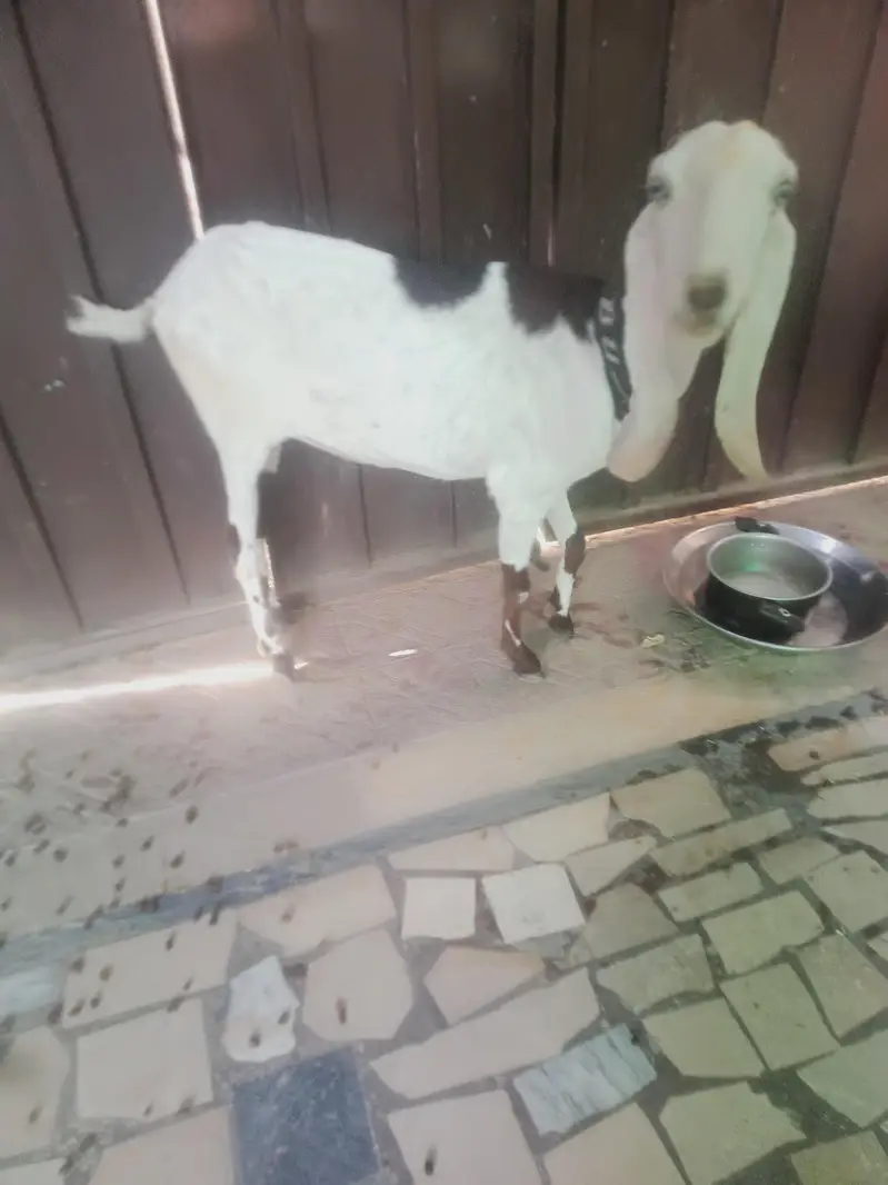 bakri for sale 4 dant — photo 2