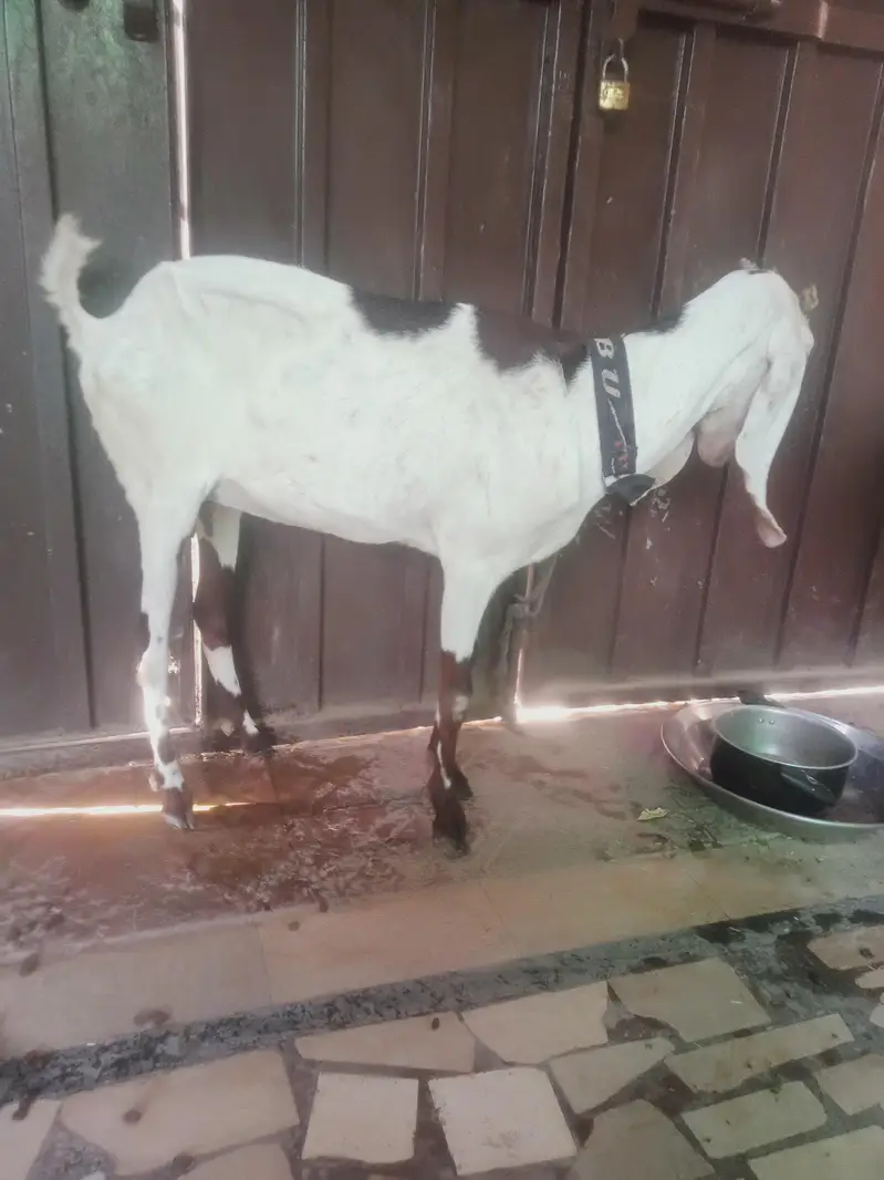 bakri for sale 4 dant — photo 3