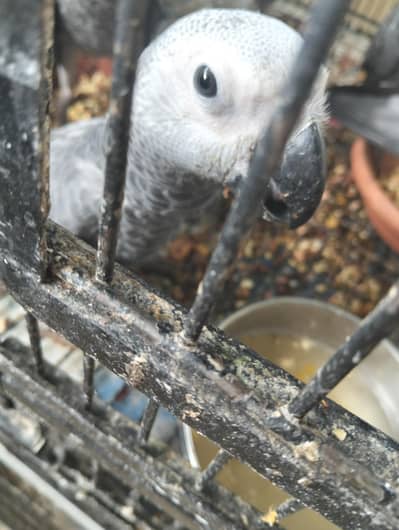 grey parrot