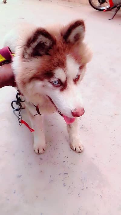 husky