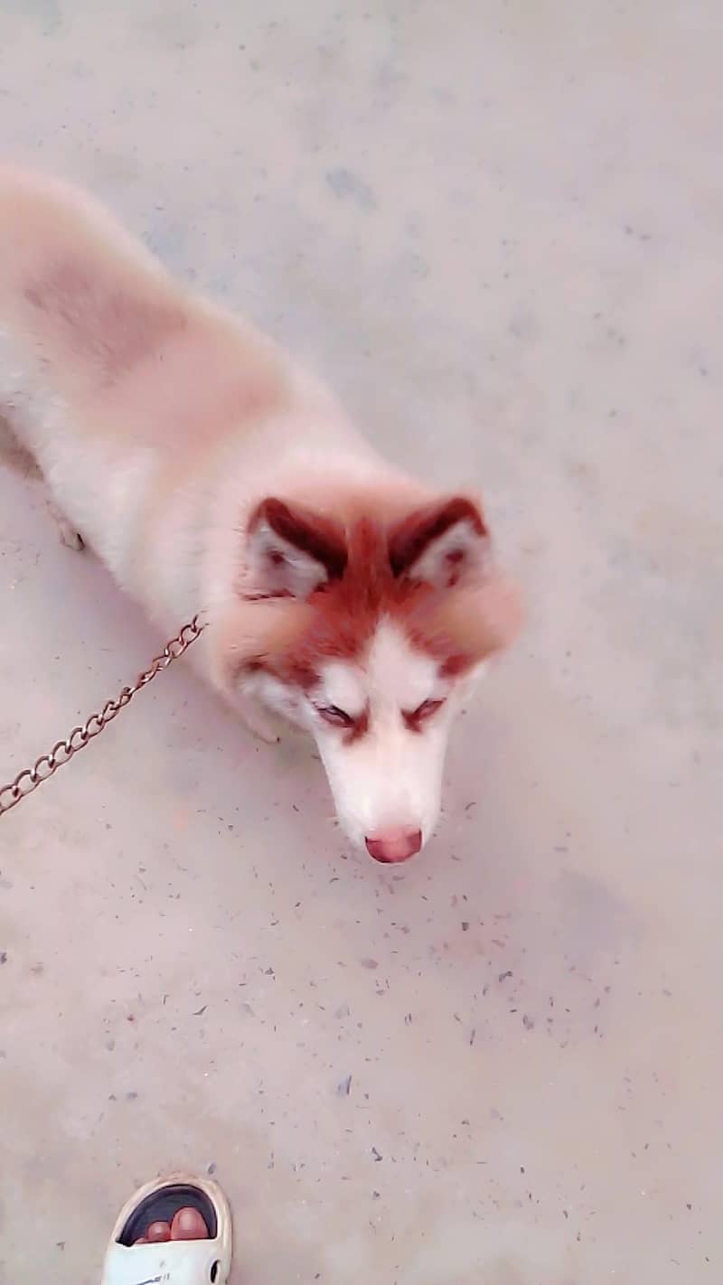 husky 1
