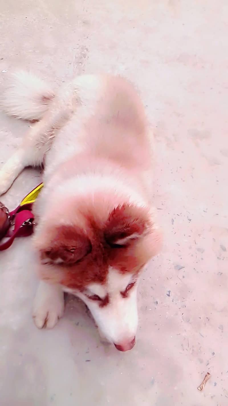 husky 2